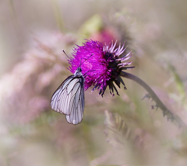 Photo Insectes Gazé 