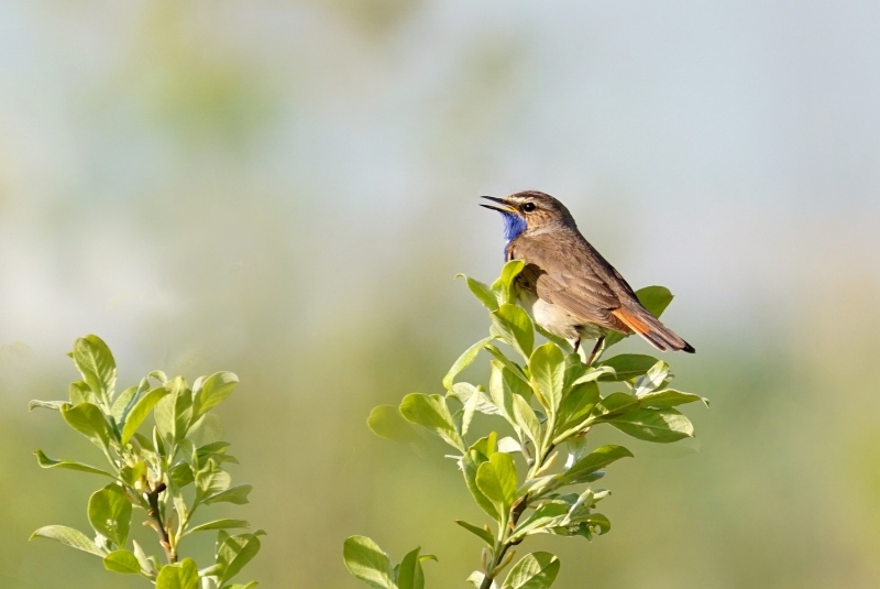 Photo Oiseaux Gorgebleue à miroir (Luscinia svecica)