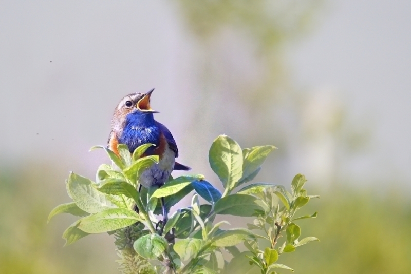 Photo Oiseaux Gorgebleue à miroir (Luscinia svecica)