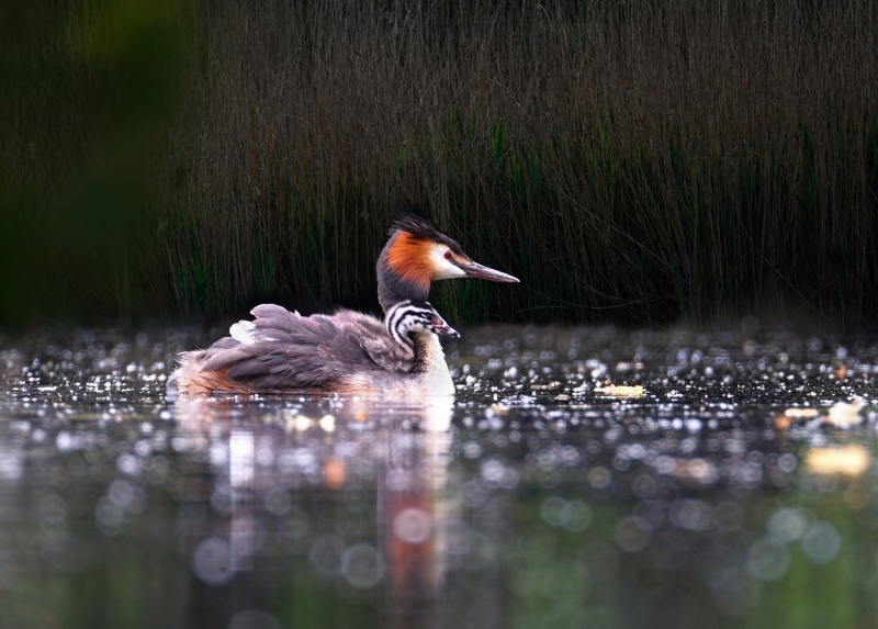 Photo Oiseaux Grèbe huppé (Podiceps cristatus)