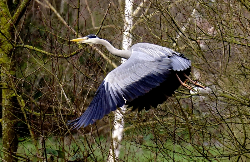 Photo Oiseaux Héron cendré