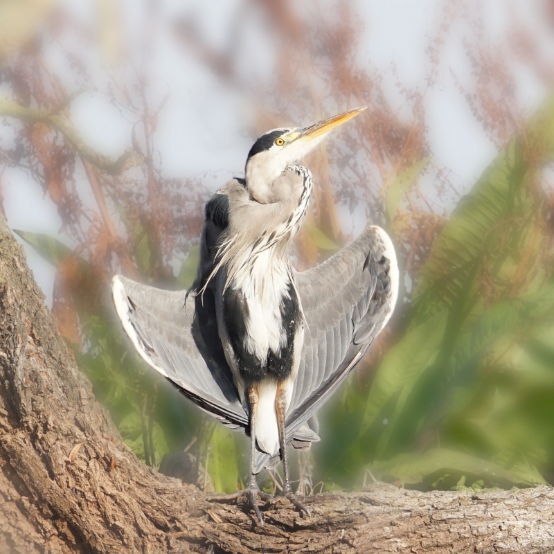 Photo Oiseaux Héron cendré