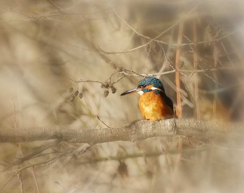 Photo Oiseaux Martin Pêcheur mâle 