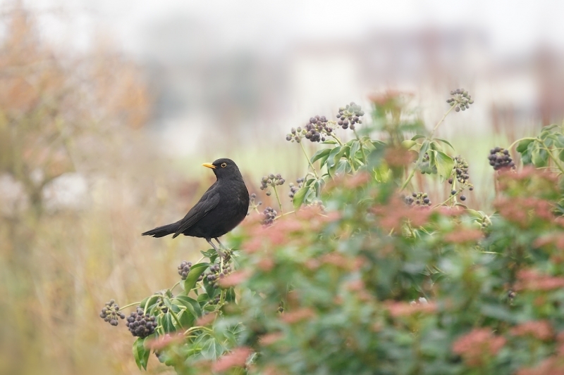 Photo Oiseaux Merle noir (Turdus merula)