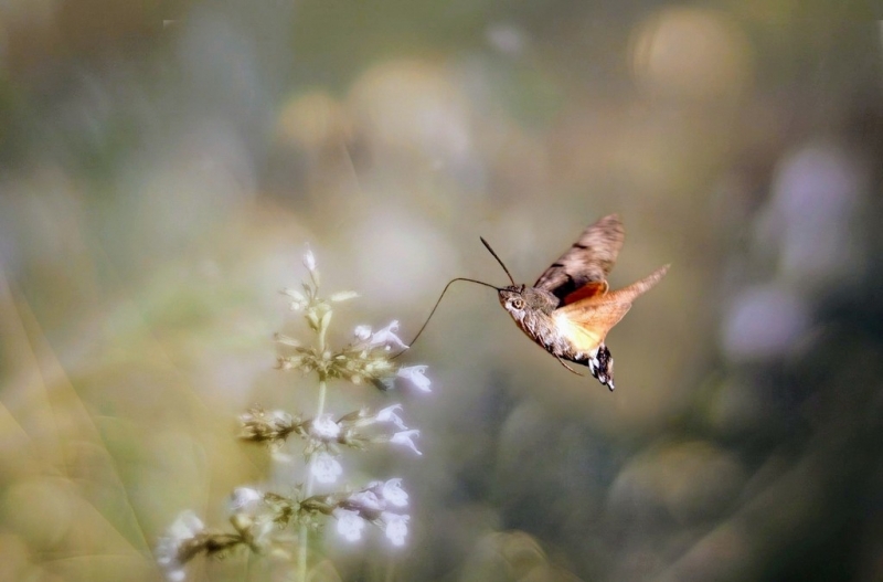 Photo Insectes Moro Sphinx 