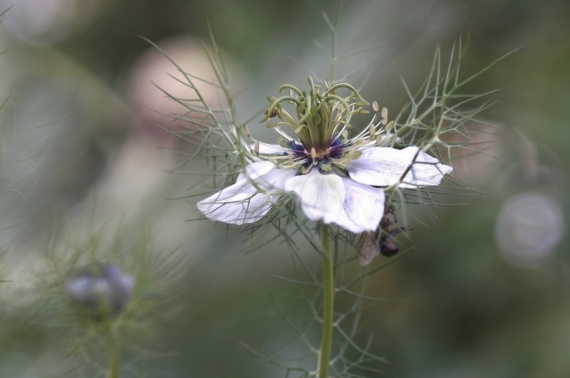 Photo Flore Nigelle de Damas