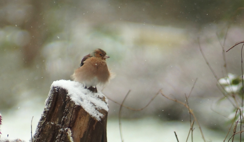 Photo Oiseaux Pinson des arbres (Fringilla coelebs)