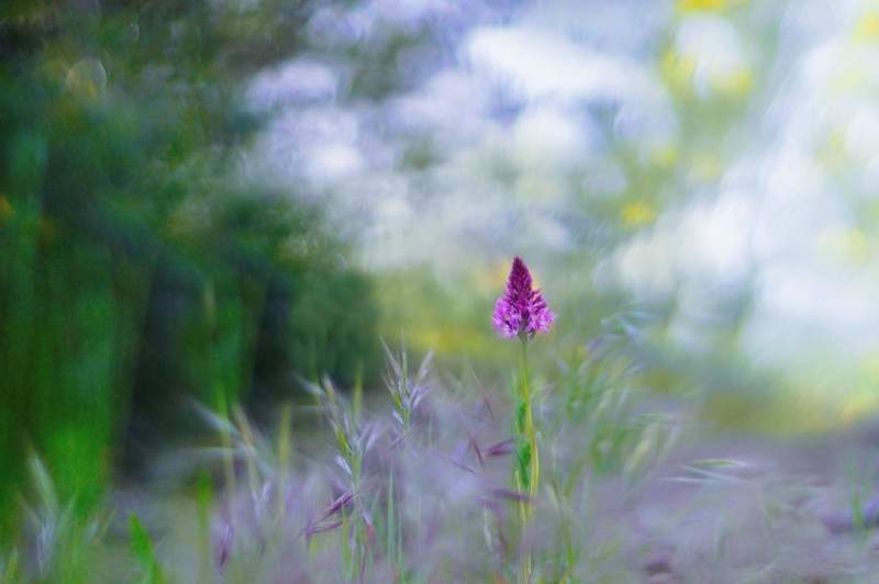 Photo Flore Orchis pyramidale