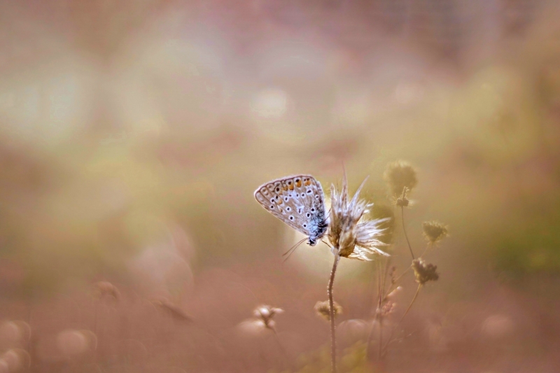 Photo Insectes