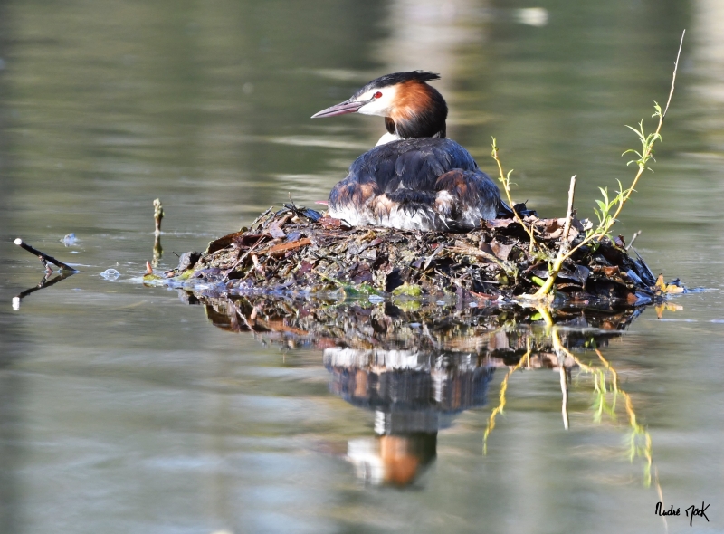 DSC_2296.jpg Grèbe huppé au nid