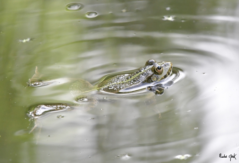 Photo Amphibiens