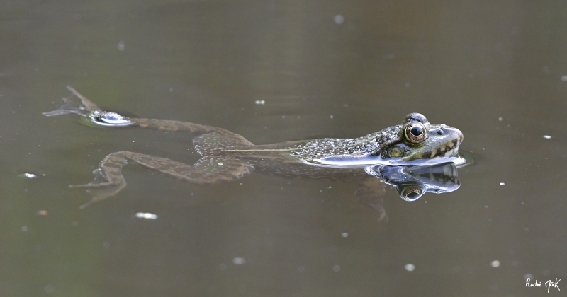 Photo Amphibiens