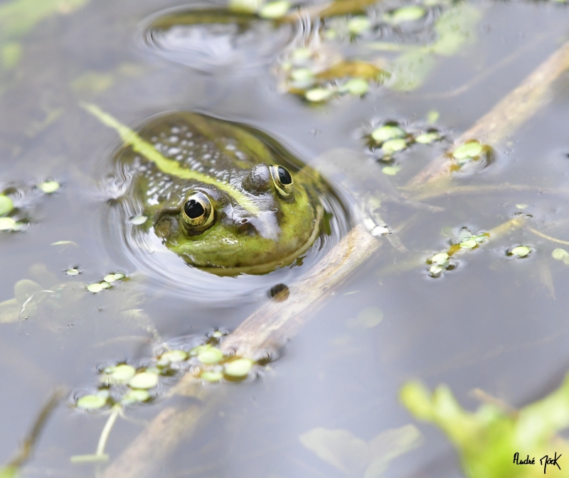 Photo Amphibiens