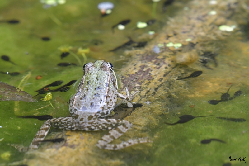 Photo Amphibiens