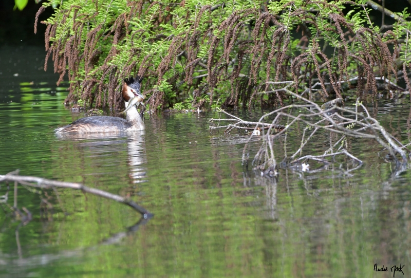 Photo Oiseaux Grèbe huppé (Podiceps cristatus)