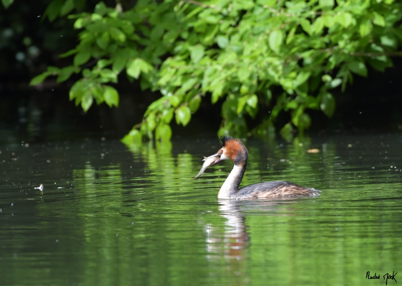 Photo Oiseaux Grèbe huppé