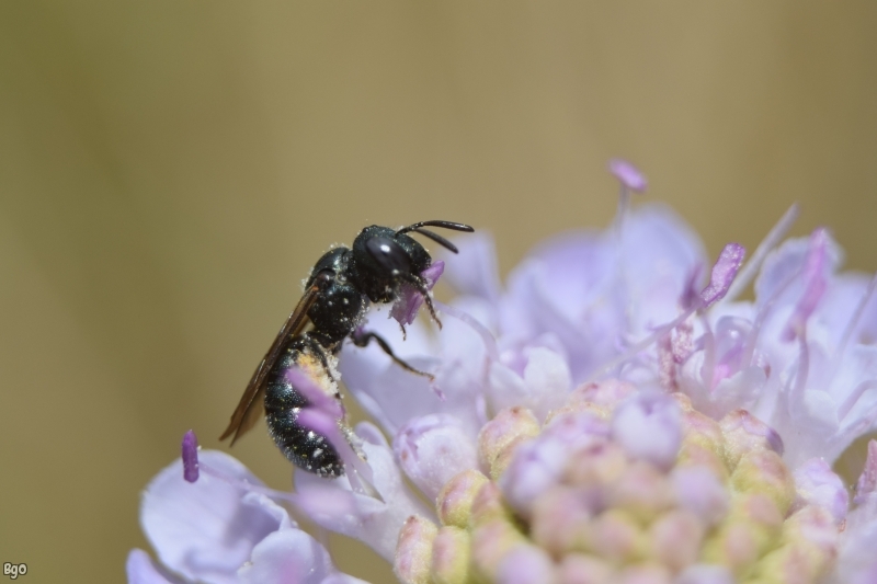 Insectes et Araignées