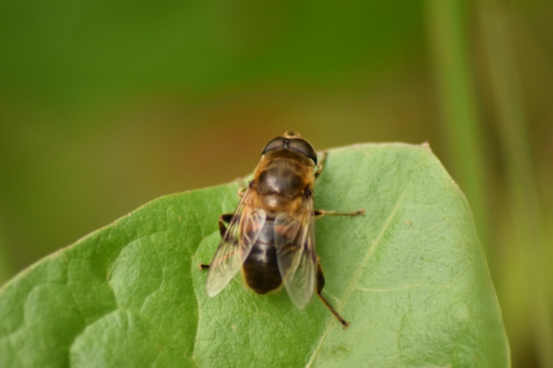 Insectes et Araignées Eristalis sp.