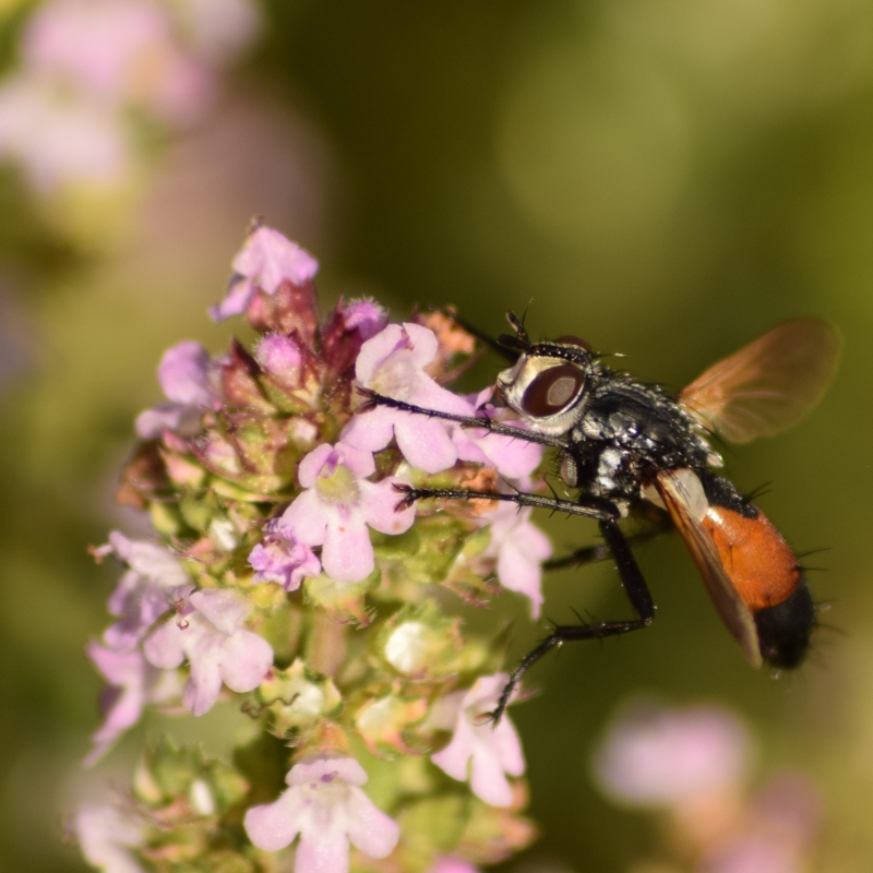 Insectes et Araignées