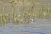 Oiseaux Bécassine des marais (Gallinago gallinago)