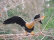 Oiseaux Anhinga femelle (Anhinga anhinga)