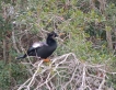 Oiseaux Anhinga mâle (Anhinga anhinga)