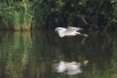  Aigrette garzette (Egretta garzetta)