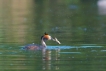  Grèbe huppé (Podiceps cristatus)