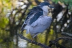  Héron bihoreau gris (Nycticorax nycticorax)