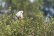  Spatule blanche (Platalea leucorodia)