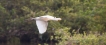  Spatule blanche (Platalea leucorodia)