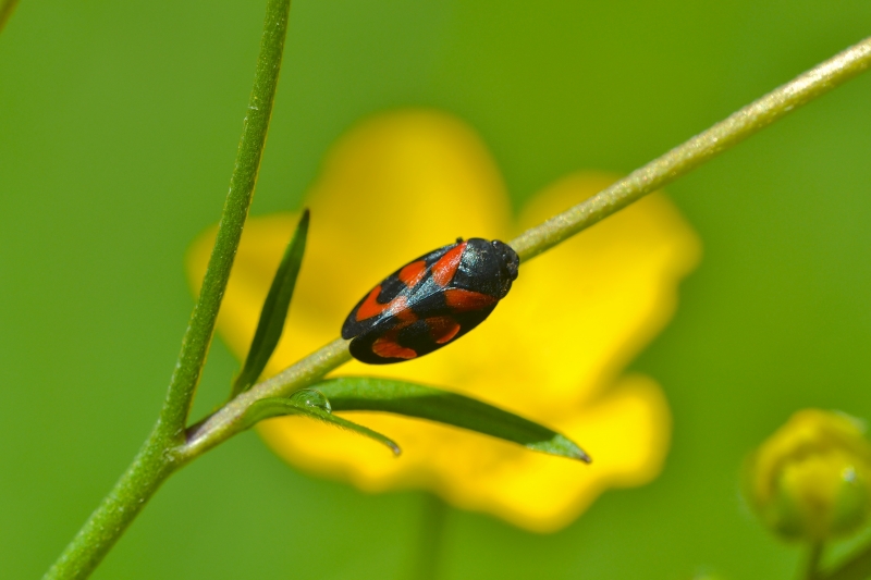 Photo Insectes Cigale cercope