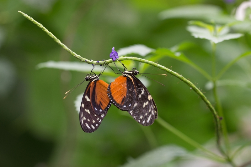 Photo Insectes