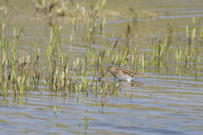 Photo Oiseaux Bécassine des marais (Gallinago gallinago)