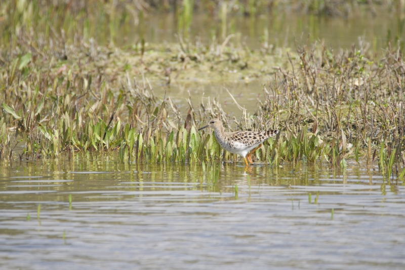 Photo Oiseaux Combattant varié (Philomachus pugnax)