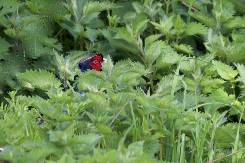 Photo Oiseaux Faisan de Colchide ( Phasianus colchicus ) .