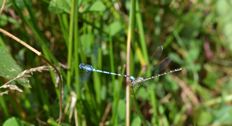 5930916523_6198830611_o.jpg Odonate Agrion porte-coupe (Enallagma cyathigerum)