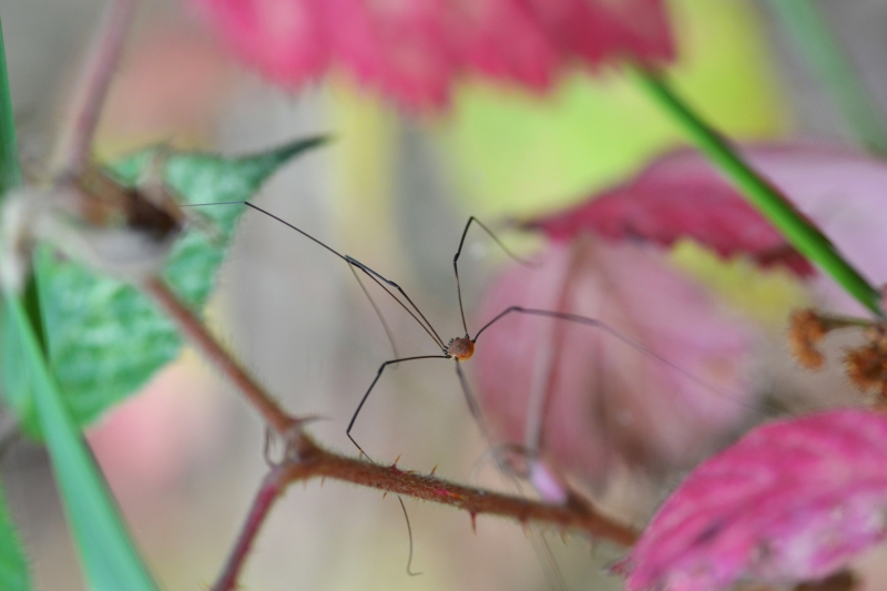 Photo Araignées