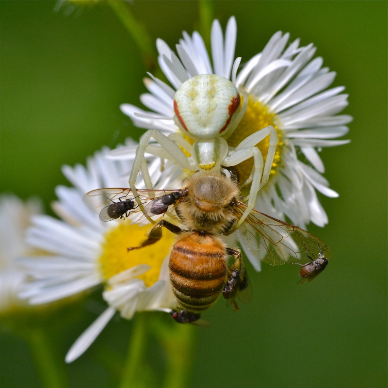 Photo Araignées