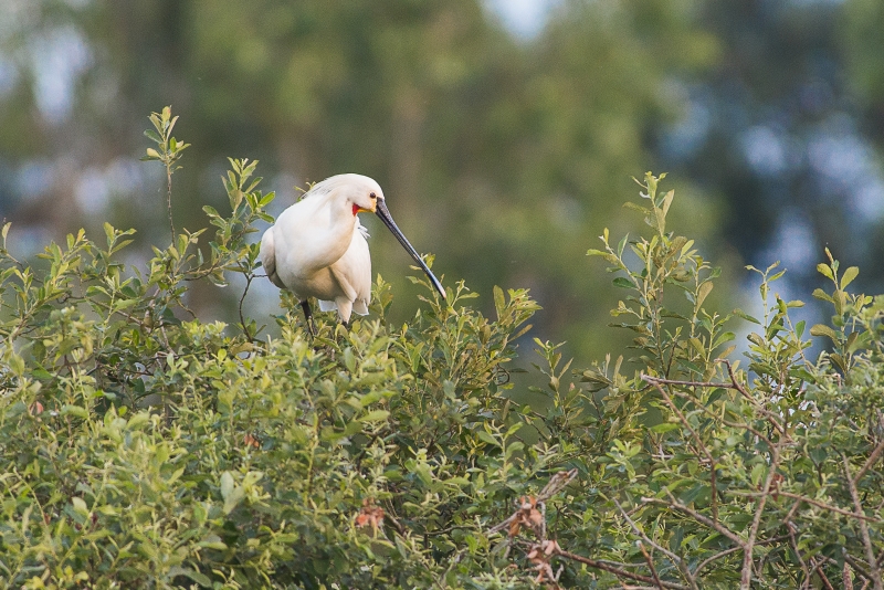 En_Brenne6.jpg Spatule blanche (Platalea leucorodia)