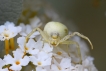 Araignées Thomise Variable (Misumena vatia)