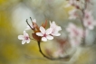 Flore Prunier-cerise (Prunus cerasifera)