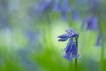 Flore Jacinthe des bois (Hyacinthoides non-scripta)