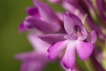 Flore Orchis pyramidal (Anacamptis pyramidalis)