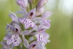 Flore Orchis tacheté (Dactylorhiza maculata)