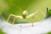 Insectes Sauterelle verte junénile (Tettigonia viridissima)