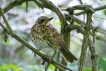 Oiseaux Grive musicienne (Turdus philomelos)