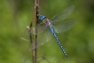 Insectes Aeschne affine (Aeschna affinis)