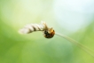 Insectes Coccinelle asiatique (Harmonia axyridis)