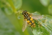 Insectes Hélophile suspendu (Helophilus pendulus)